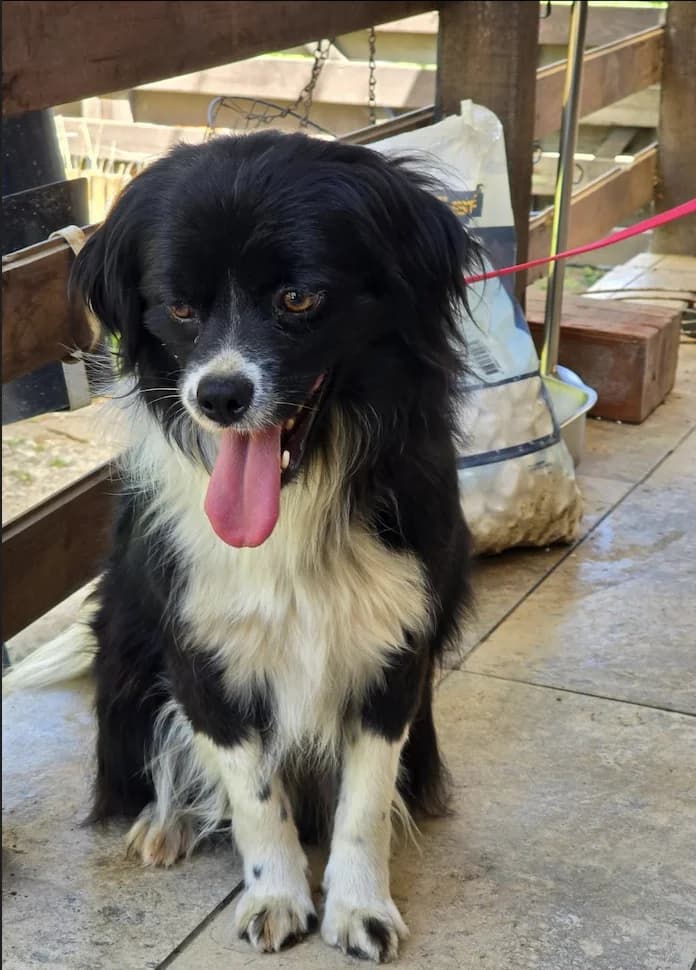 Oreo, male 4yo Mixed Breed for adoption at Stichting Lucky Dogs Rescue, Meppel (NL-wide)