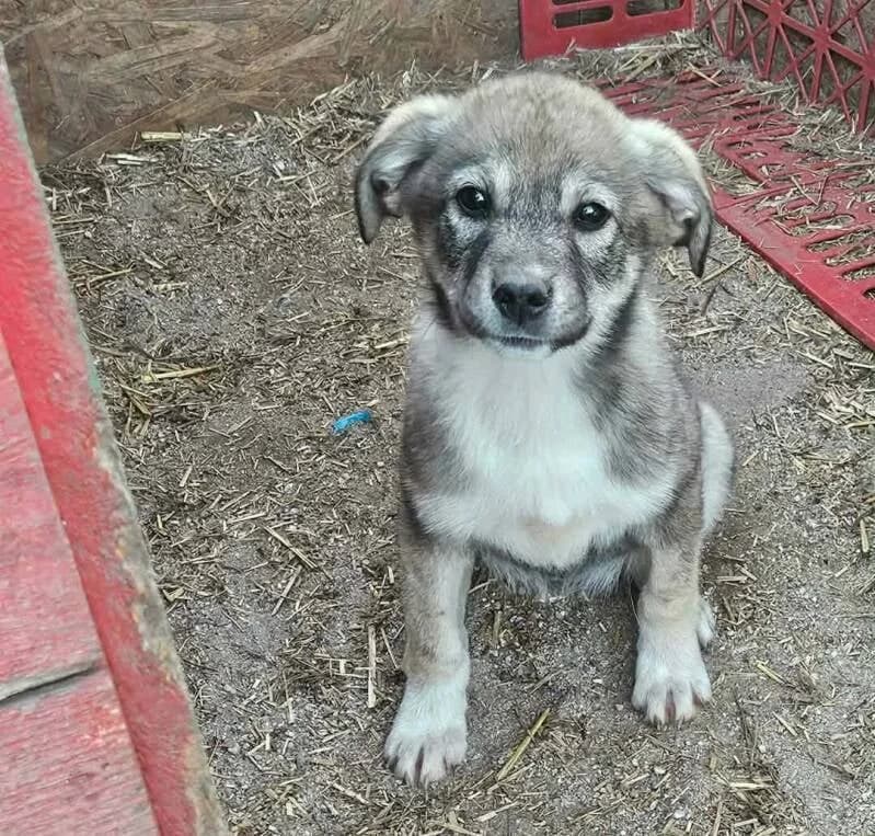 Djara, female Mixed Breed for adoption at Stichting Lucky Dogs Rescue, Meppel (NL-wide)