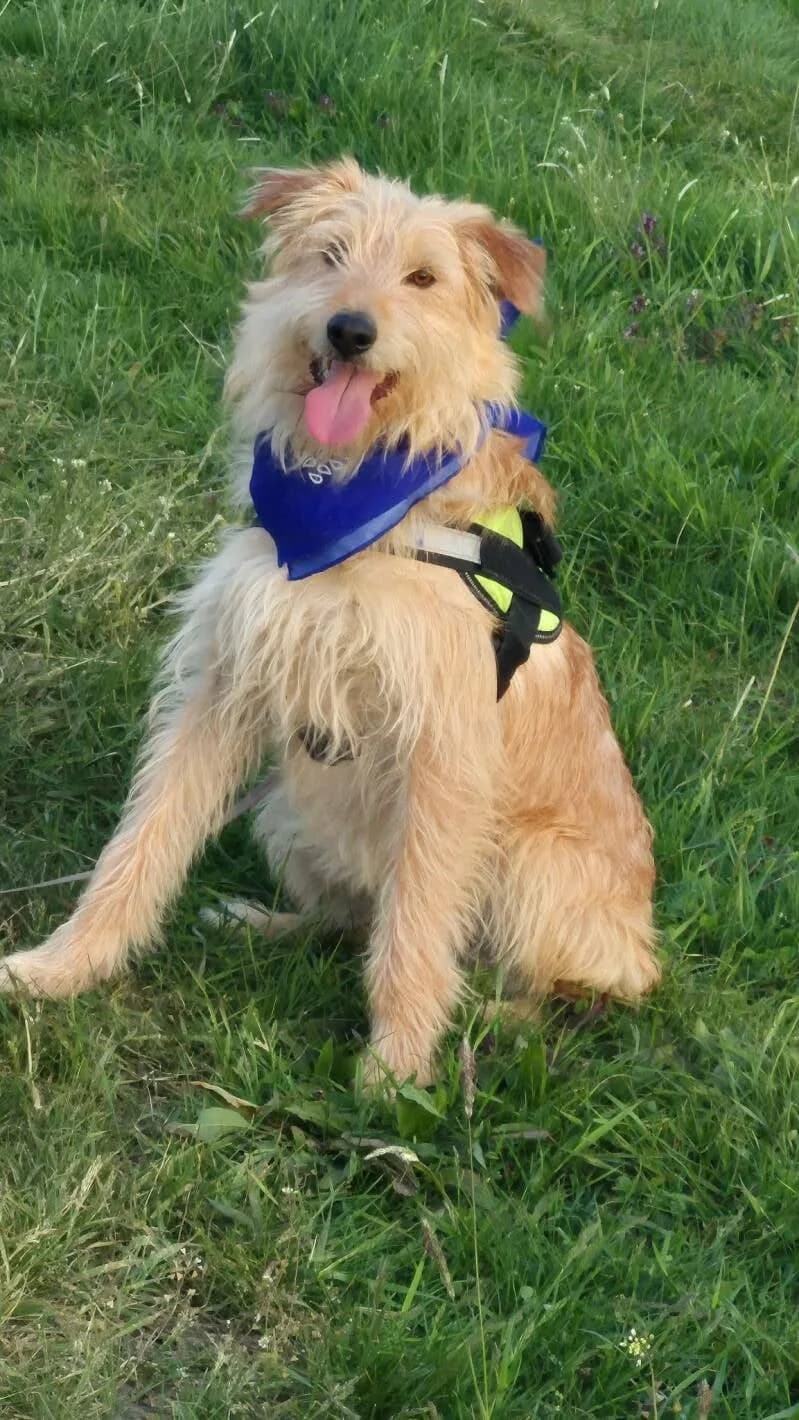 Filou, female young Mixed Breed for adoption at Stichting Lucky Dogs Rescue, Meppel (NL-wide)
