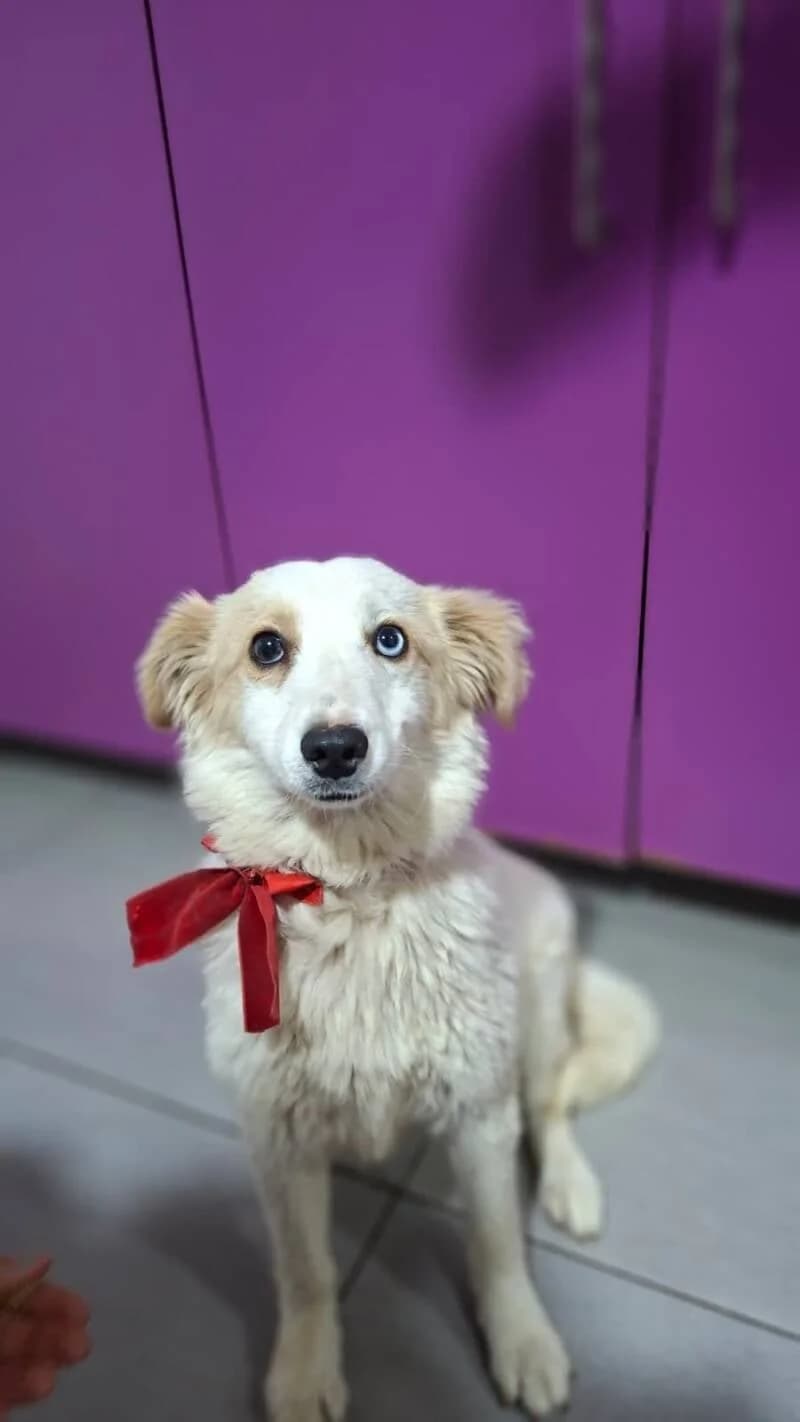 Melina, female Mixed Breed for adoption at Stichting Lucky Dogs Rescue, Meppel (NL-wide)