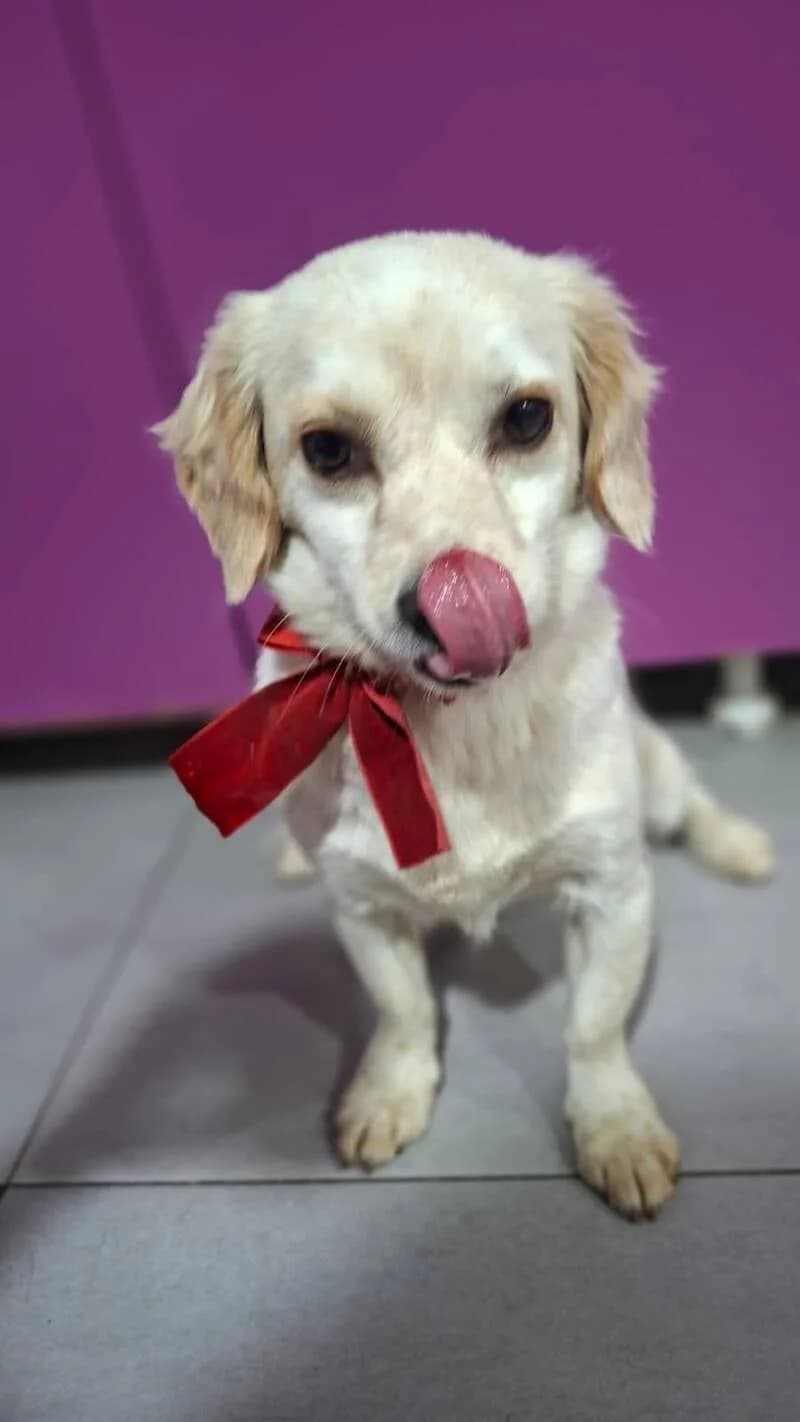 June, female young Mixed Breed for adoption at Stichting Lucky Dogs Rescue, Meppel (NL-wide)