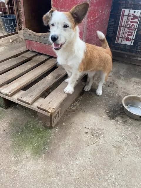 Jimmy, male puppy Mixed Breed for adoption at Stichting Lucky Dogs Rescue, Meppel (NL-wide)