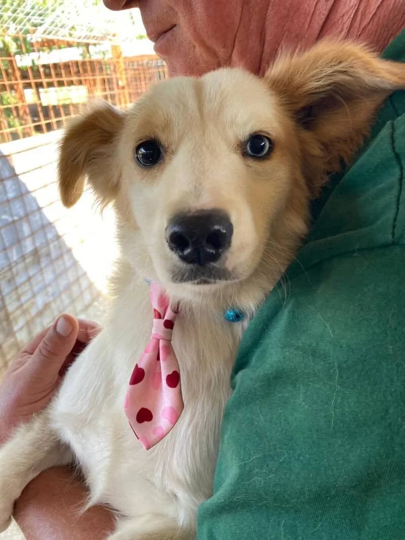 Julie, female Mixed Breed for adoption at Stichting Lucky Dogs Rescue, Meppel (NL-wide)