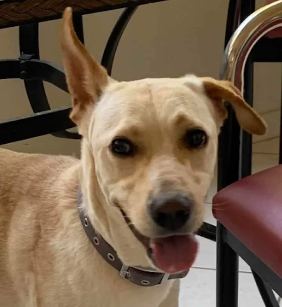 Bima, male 4yo Mixed Breed for adoption at Mirtos Animal Project