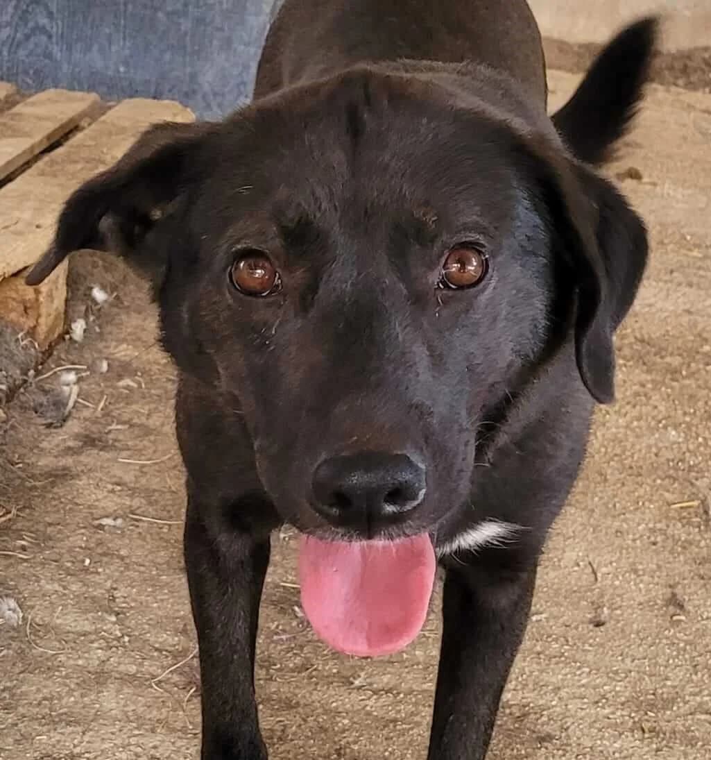 Ella, female 4yo Mixed Breed for adoption at Mirtos Animal Project