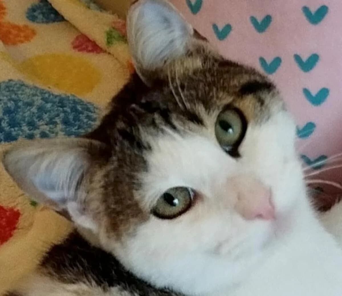 Judy, female 3yo Mixed Breed for adoption at Mirtos Animal Project