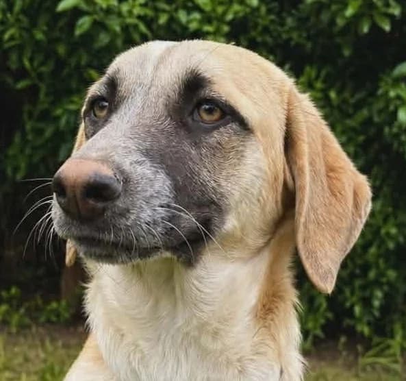 Kika, female puppy Mixed Breed for adoption at Mirtos Animal Project