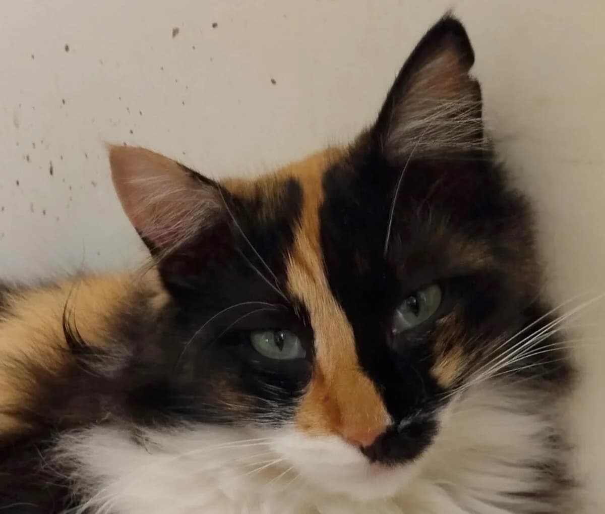 Lexi, female young Mixed Breed for adoption at Mirtos Animal Project
