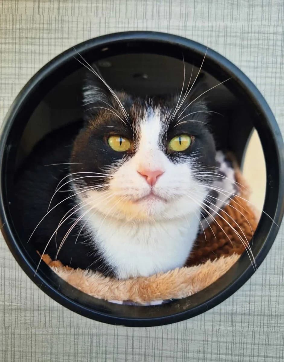 May, female 4yo Mixed Breed for adoption at Mirtos Animal Project