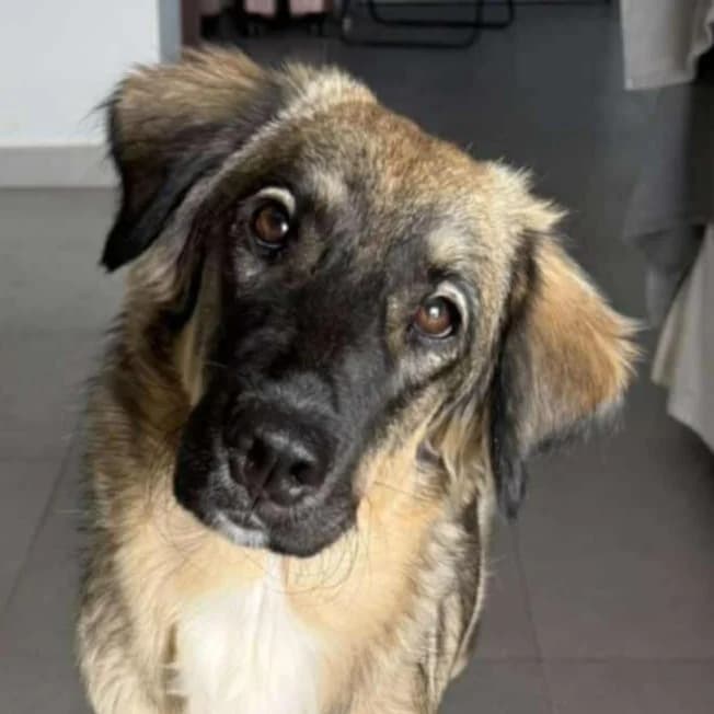 Nina, female young Mixed Breed for adoption at Mirtos Animal Project