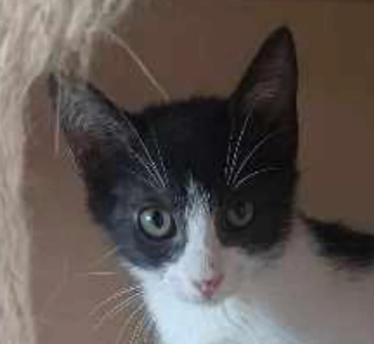Ouzo, male young Mixed Breed for adoption at Mirtos Animal Project