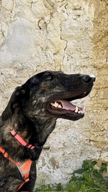Rio, female young Mixed Breed for adoption at Mirtos Animal Project