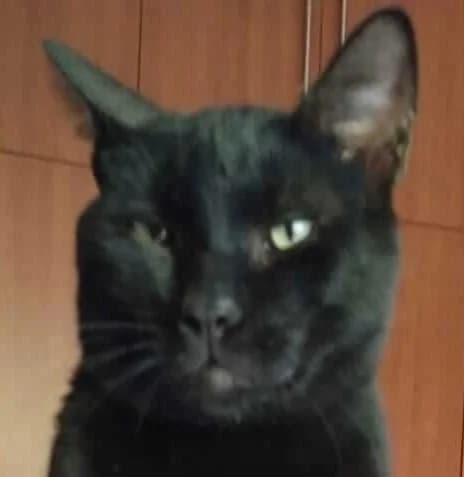 Theo, male 3yo Mixed Breed for adoption at Mirtos Animal Project