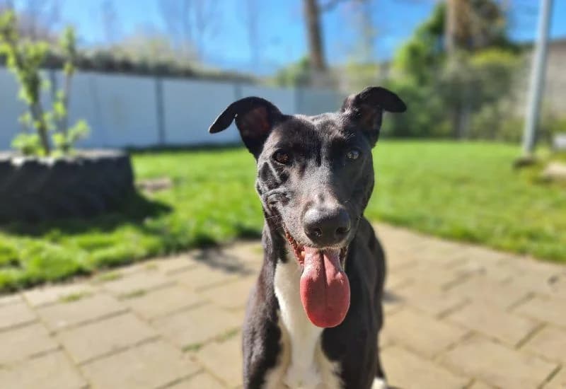 Sandy, Greyhound (NVAW - Asiel Windhonden)