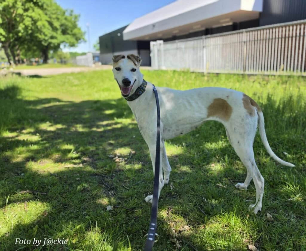 Sandy,  Greyhound for adoption at NVAW - Asiel Windhonden