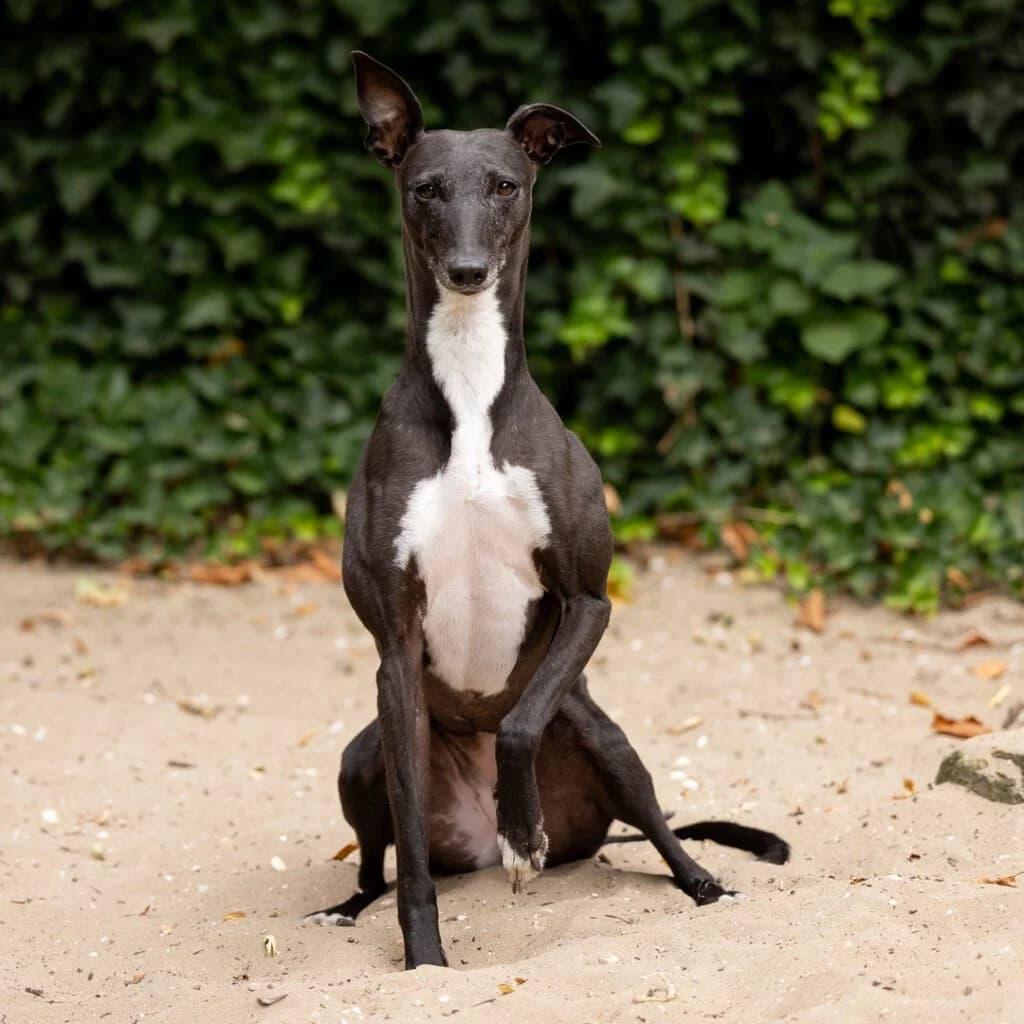 Soort baasje,  Greyhound for adoption at NVAW - Asiel Windhonden