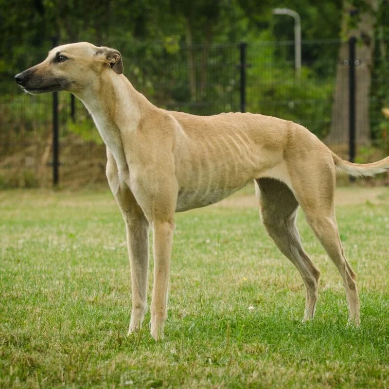 Zara, male young Greyhound for adoption at NVAW - Asiel Windhonden