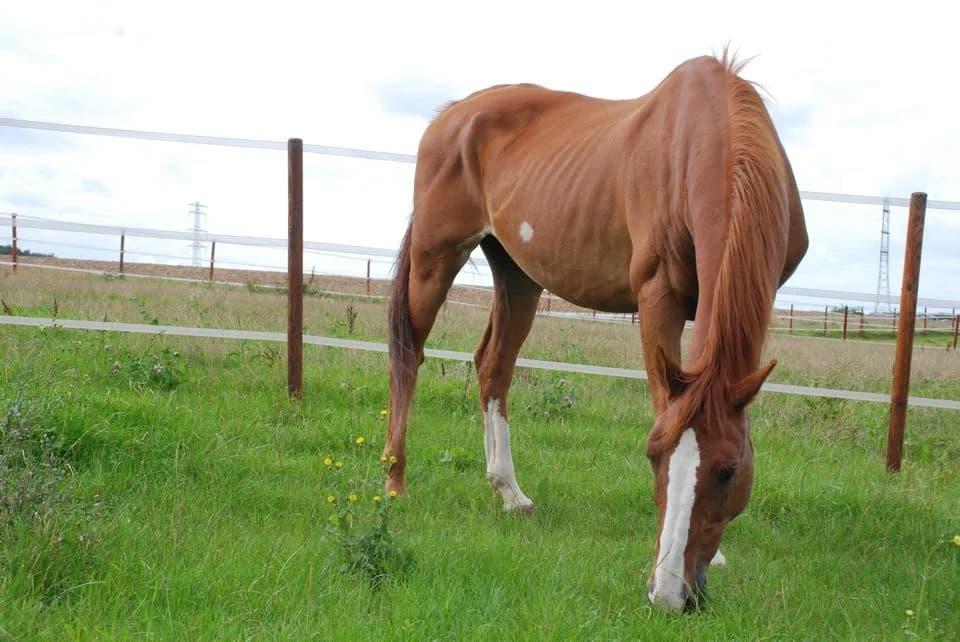 Onzekere goedzak zoekt pensioenplek, male senior Mixed Breed for adoption at Stichting Paard in Nood, —