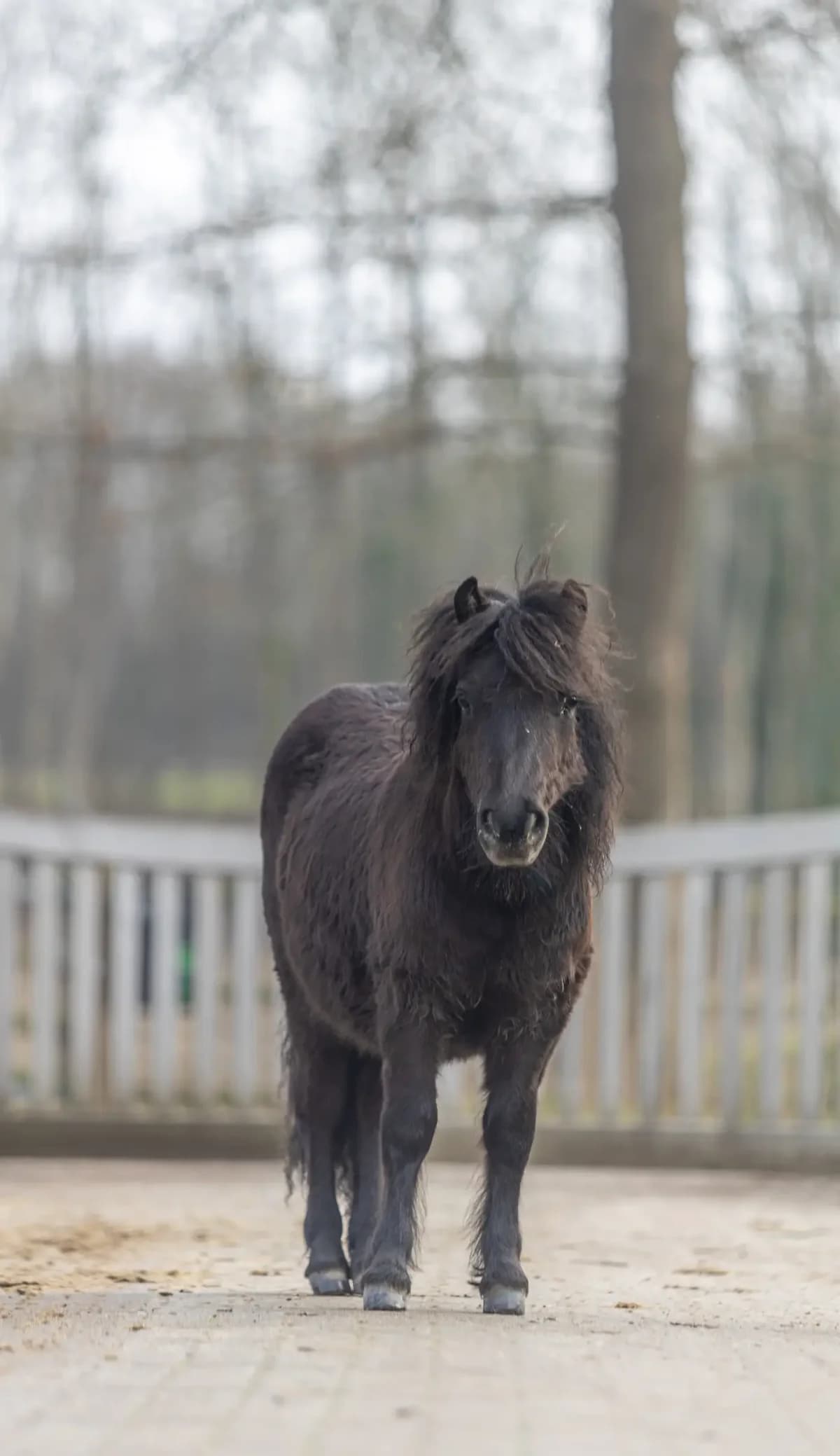 Luca, male young mixed breed for adoption at Paard zoekt baas, Ambt Delden