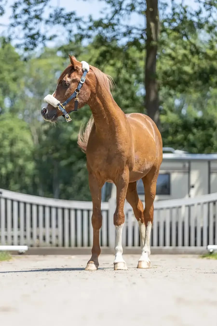 Kasper, male senior mixed breed for adoption at Paard zoekt baas, Ambt Delden