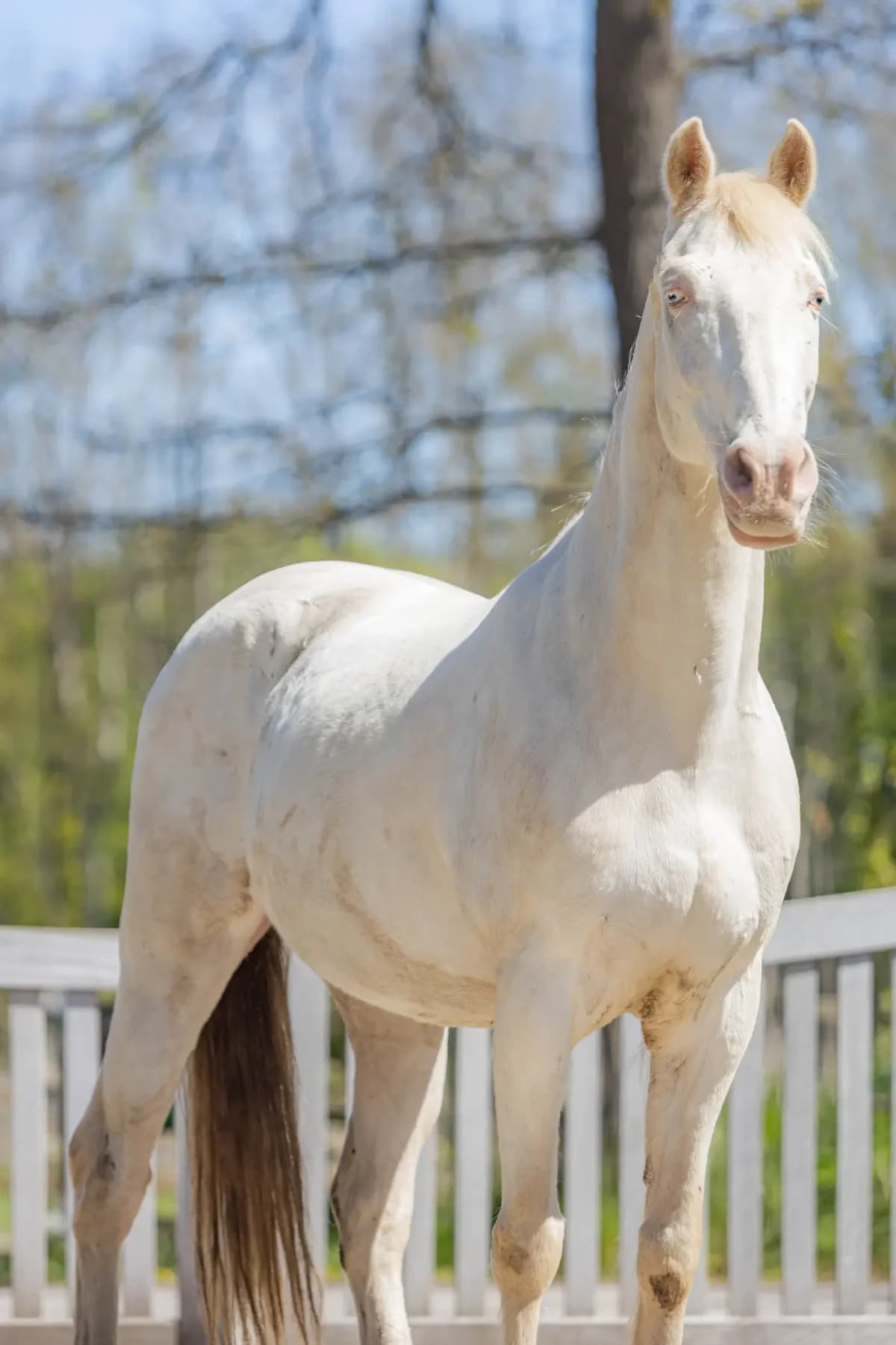 Kymani, male senior mixed breed for adoption at Paard zoekt baas, Ambt Delden