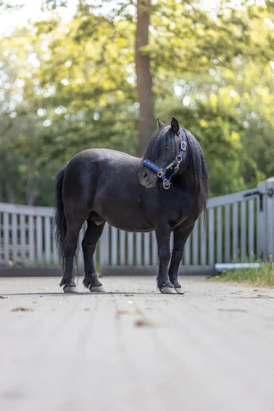 Grace, female senior mixed breed for adoption at Paard zoekt baas, Ambt Delden