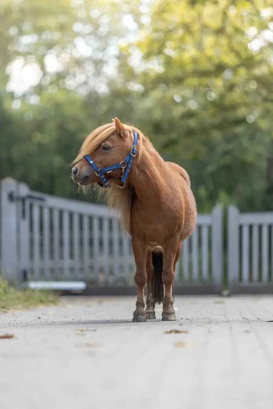 Juul, female senior mixed breed for adoption at Paard zoekt baas, Ambt Delden