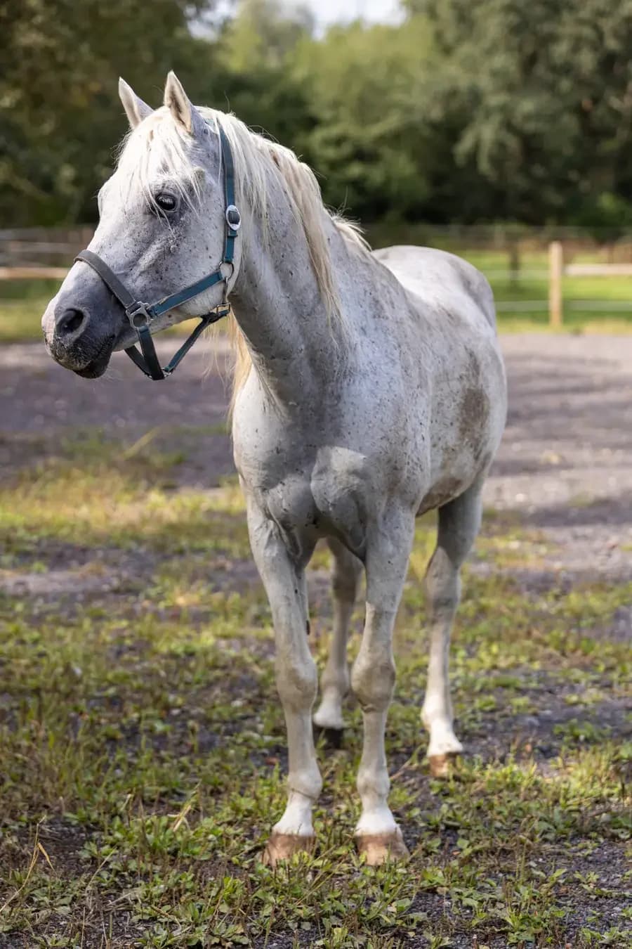 Ularco, goud male senior mixed breed for adoption at Paard zoekt baas, Ambt Delden