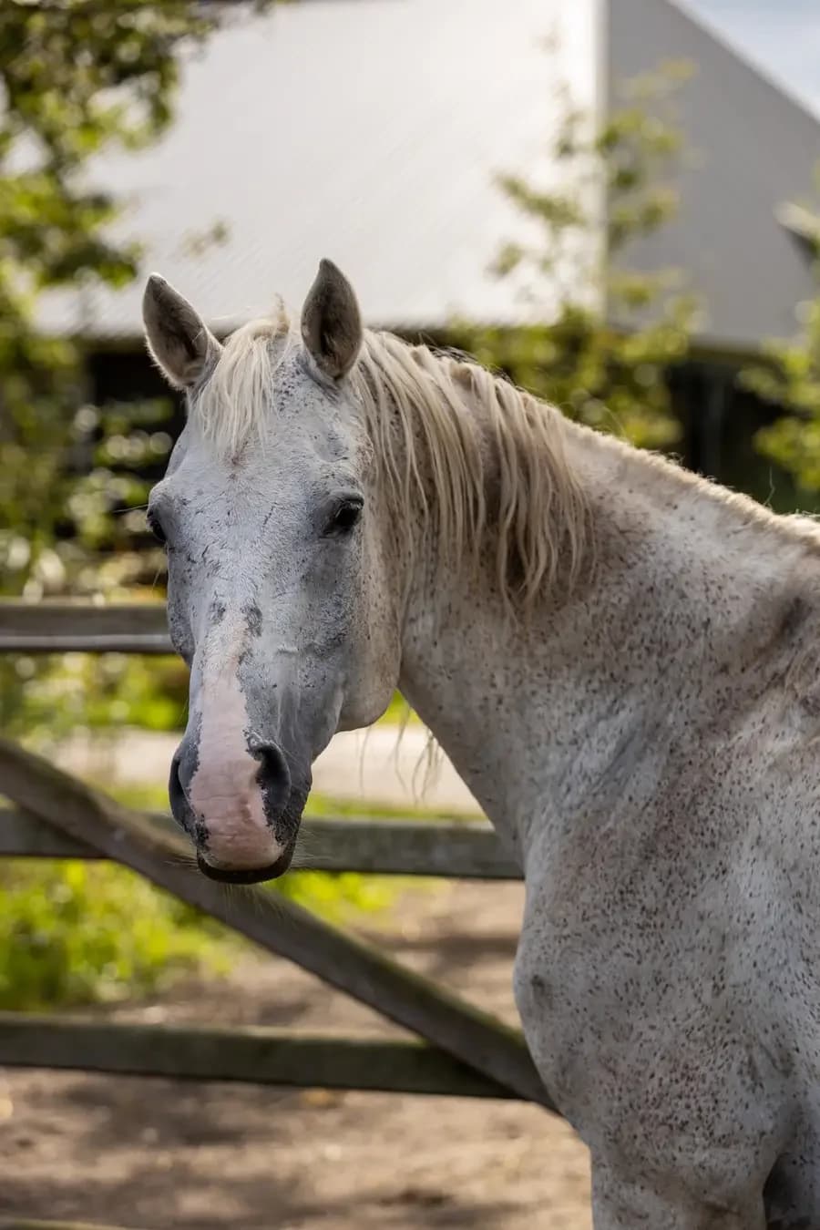 Sergio, male senior mixed breed for adoption at Paard zoekt baas, Ambt Delden