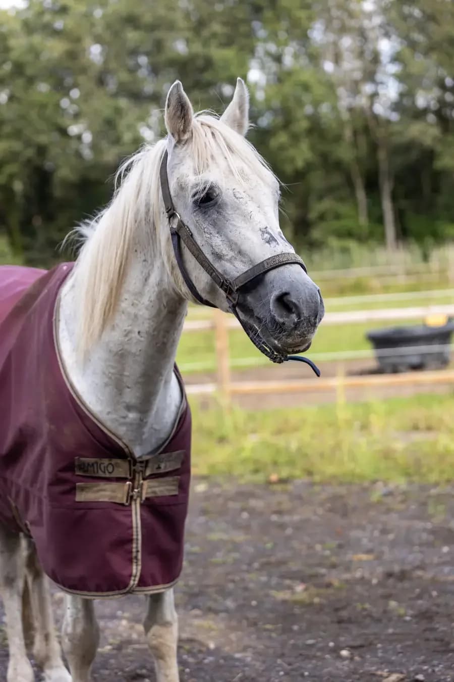 Tamino, male senior mixed breed for adoption at Paard zoekt baas, Ambt Delden