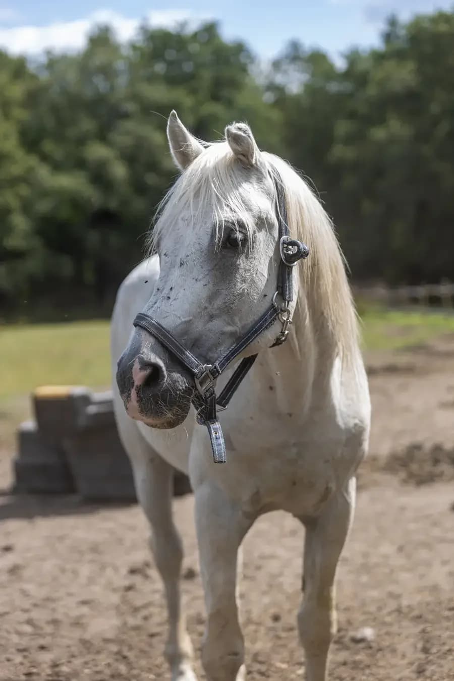 Santosh, male senior mixed breed for adoption at Paard zoekt baas, Ambt Delden