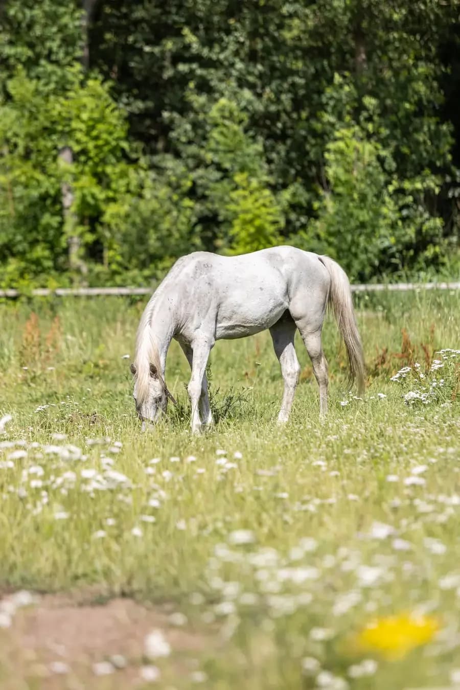 Winnetoe, male senior mixed breed for adoption at Paard zoekt baas, Ambt Delden