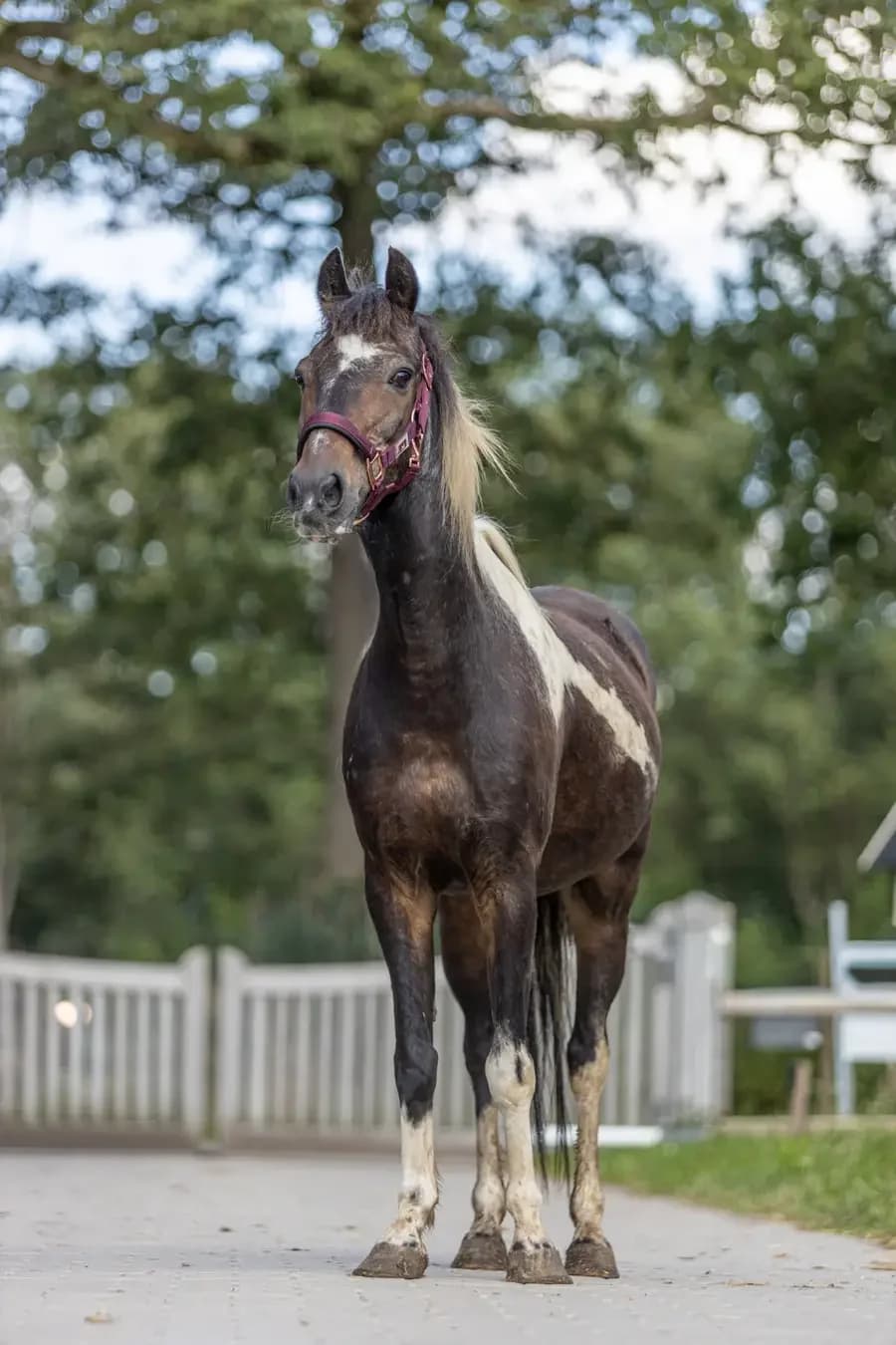 Amigo, male senior Mixed Breed for adoption at Paard zoekt baas, Ambt Delden