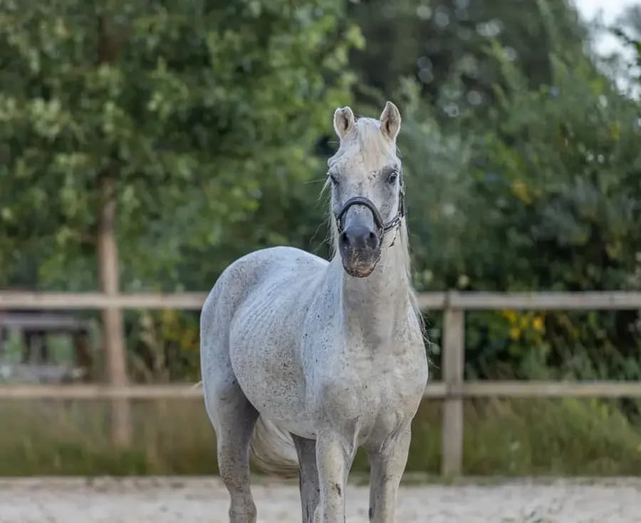 Thandava, male senior mixed breed for adoption at Paard zoekt baas, Ambt Delden