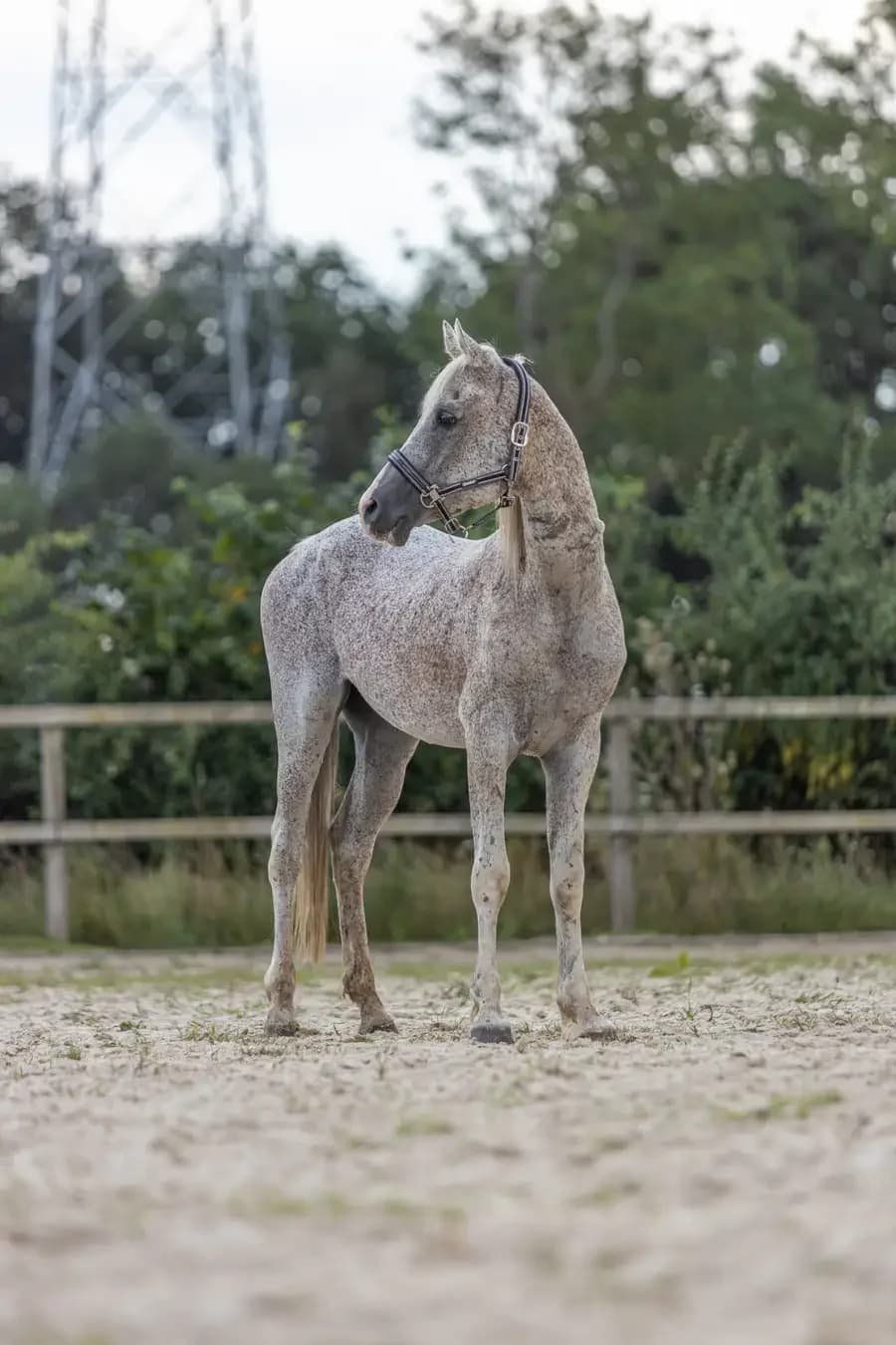 Tobias, goud male senior mixed breed for adoption at Paard zoekt baas, Ambt Delden