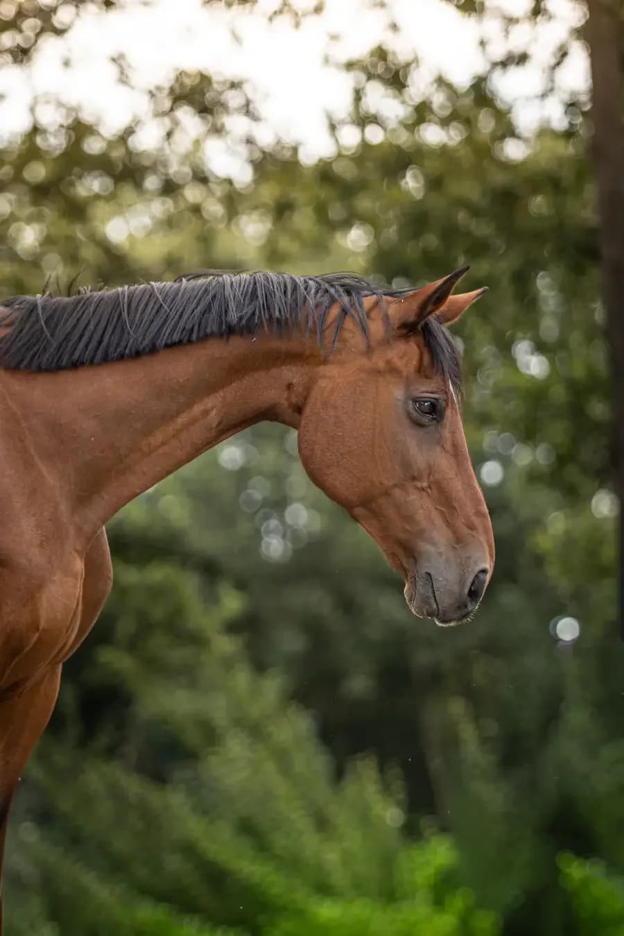 Loulou, female senior mixed breed for adoption at Paard zoekt baas, Ambt Delden