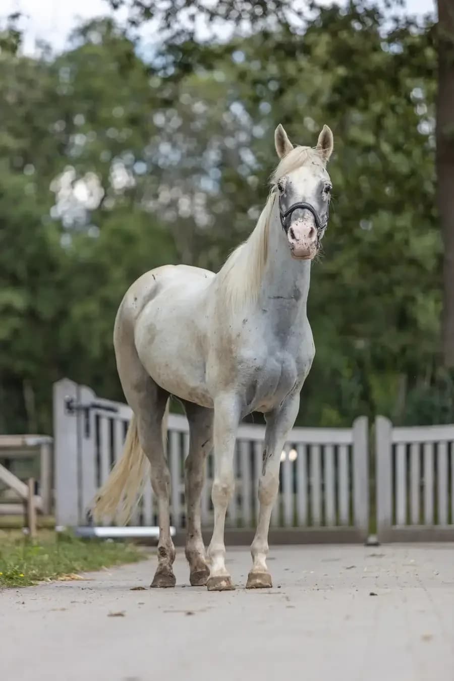 Uganga, female senior mixed breed for adoption at Paard zoekt baas, Ambt Delden