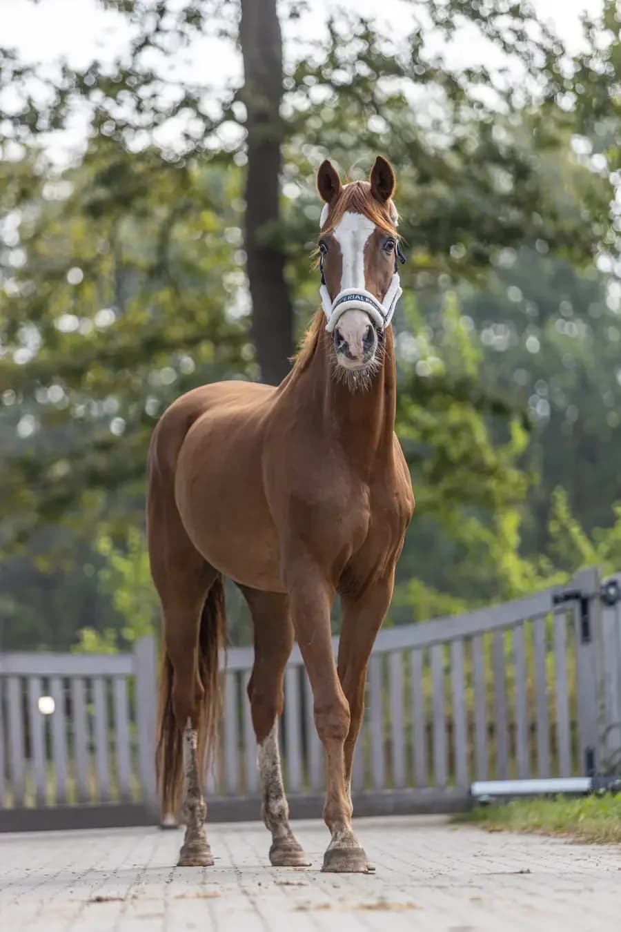 Valentijn, male senior mixed breed for adoption at Paard zoekt baas, Ambt Delden