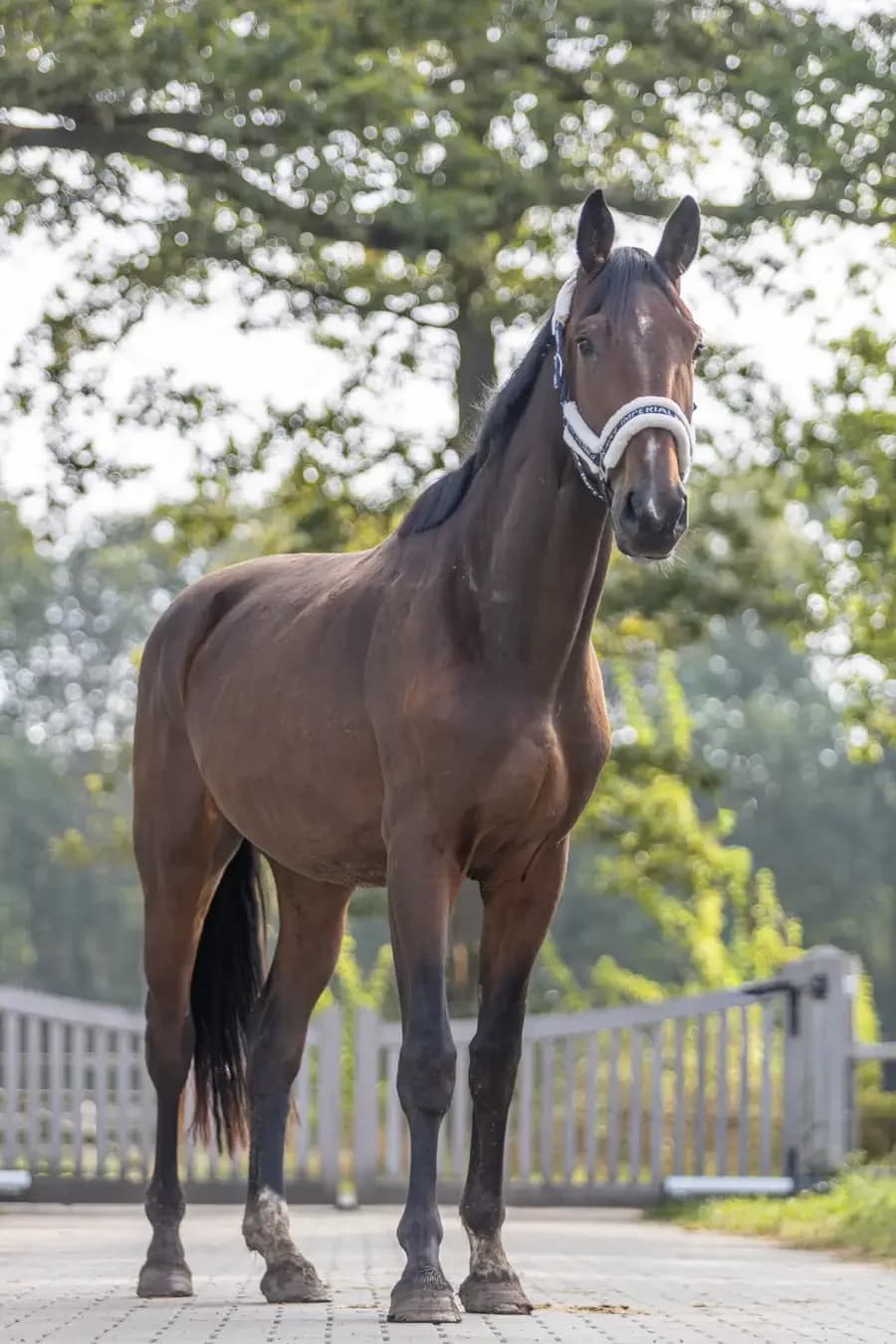 Spencer, male 3yo mixed breed for adoption at Paard zoekt baas, Ambt Delden