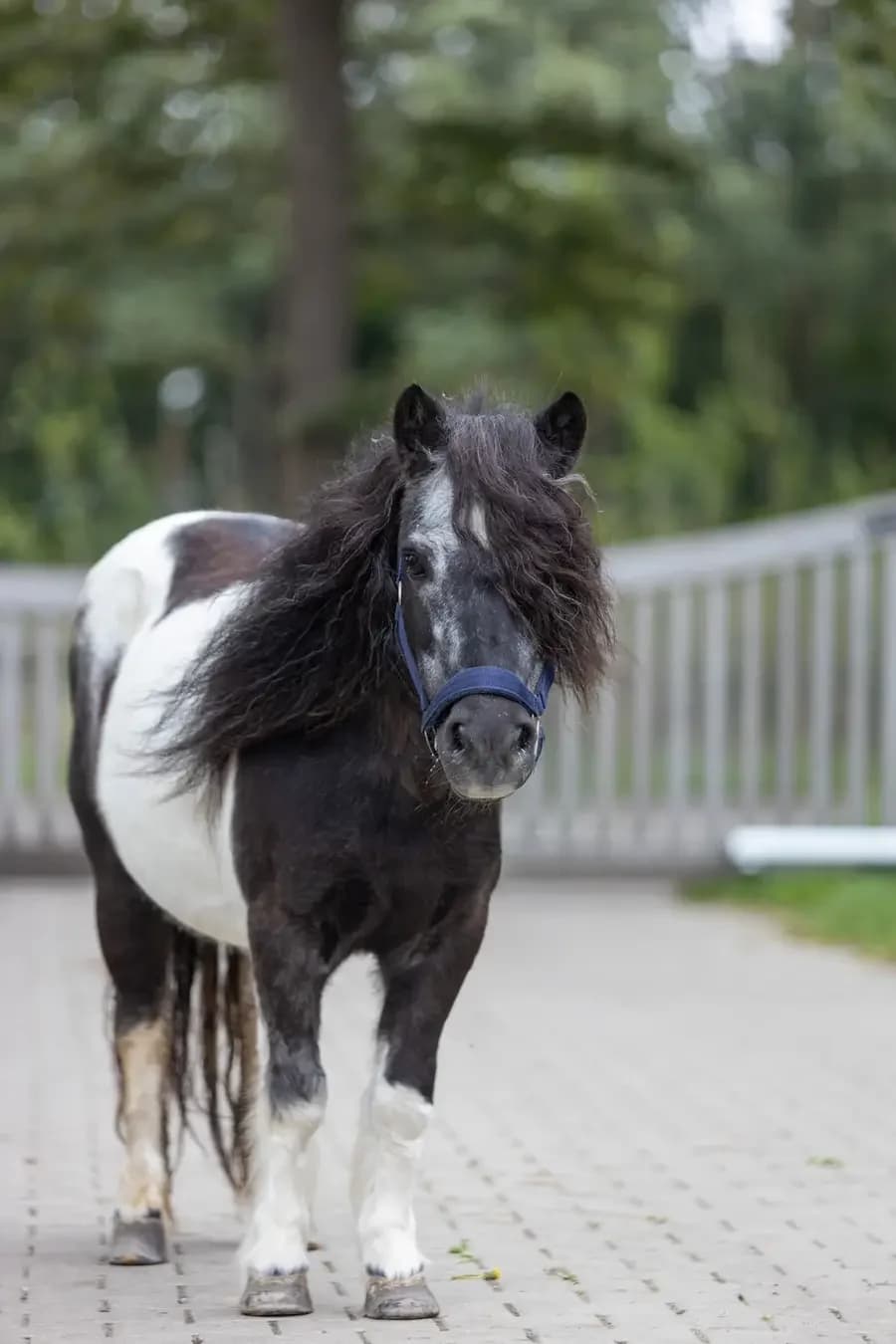 Grietje, female senior mixed breed for adoption at Paard zoekt baas, Ambt Delden
