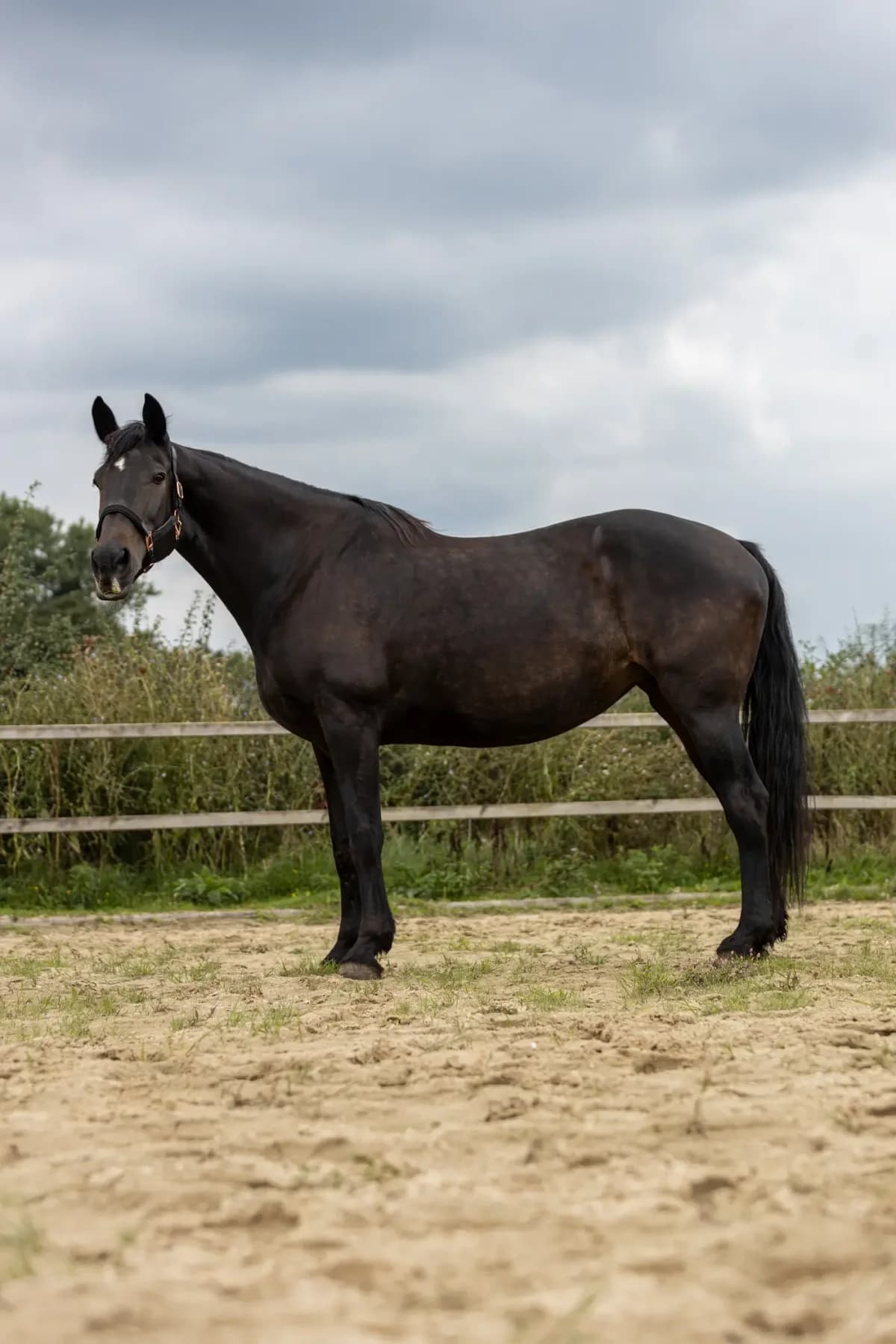 Lady, goud female senior mixed breed for adoption at Paard zoekt baas, Ambt Delden