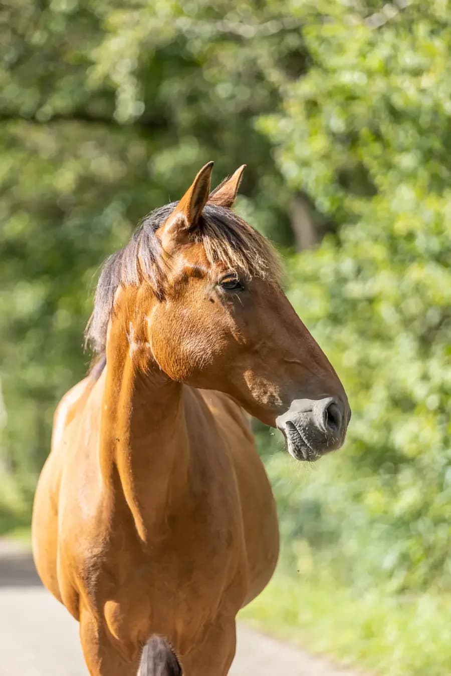Skye, female senior mixed breed for adoption at Paard zoekt baas, Ambt Delden