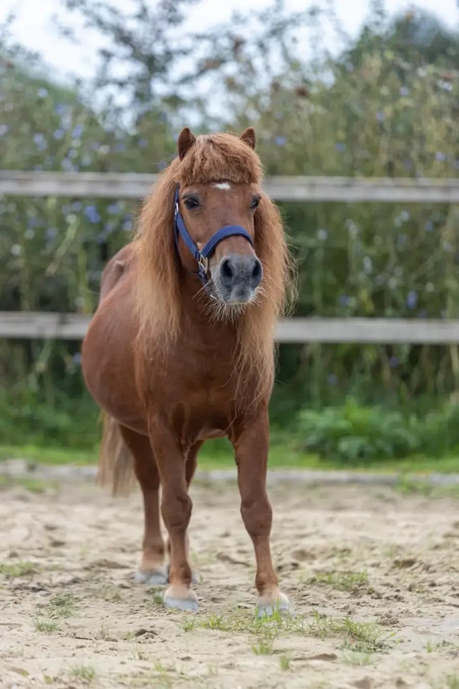 Freddy, male senior mixed breed for adoption at Paard zoekt baas, Ambt Delden