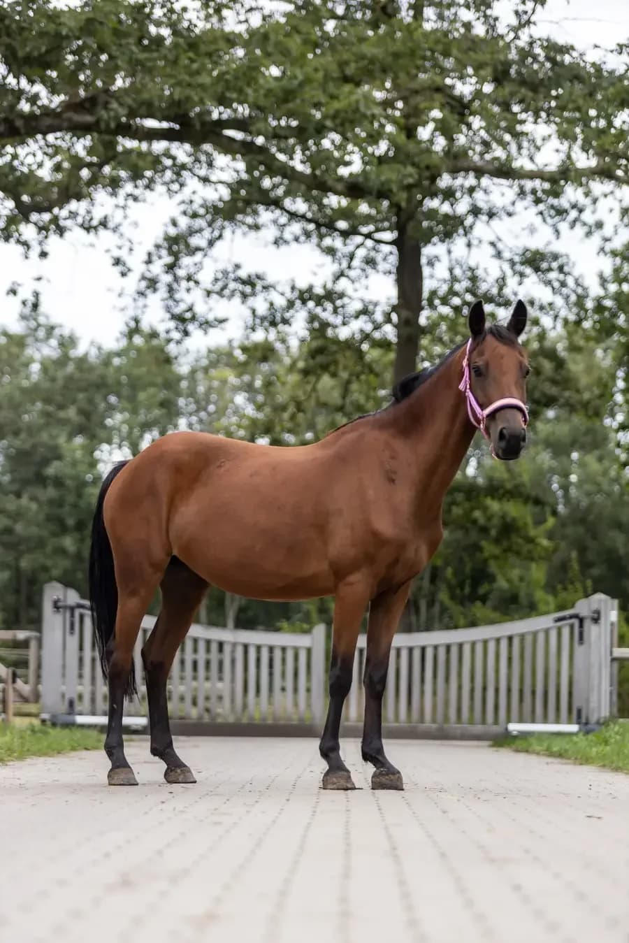 Queenie, female senior mixed breed for adoption at Paard zoekt baas, Ambt Delden