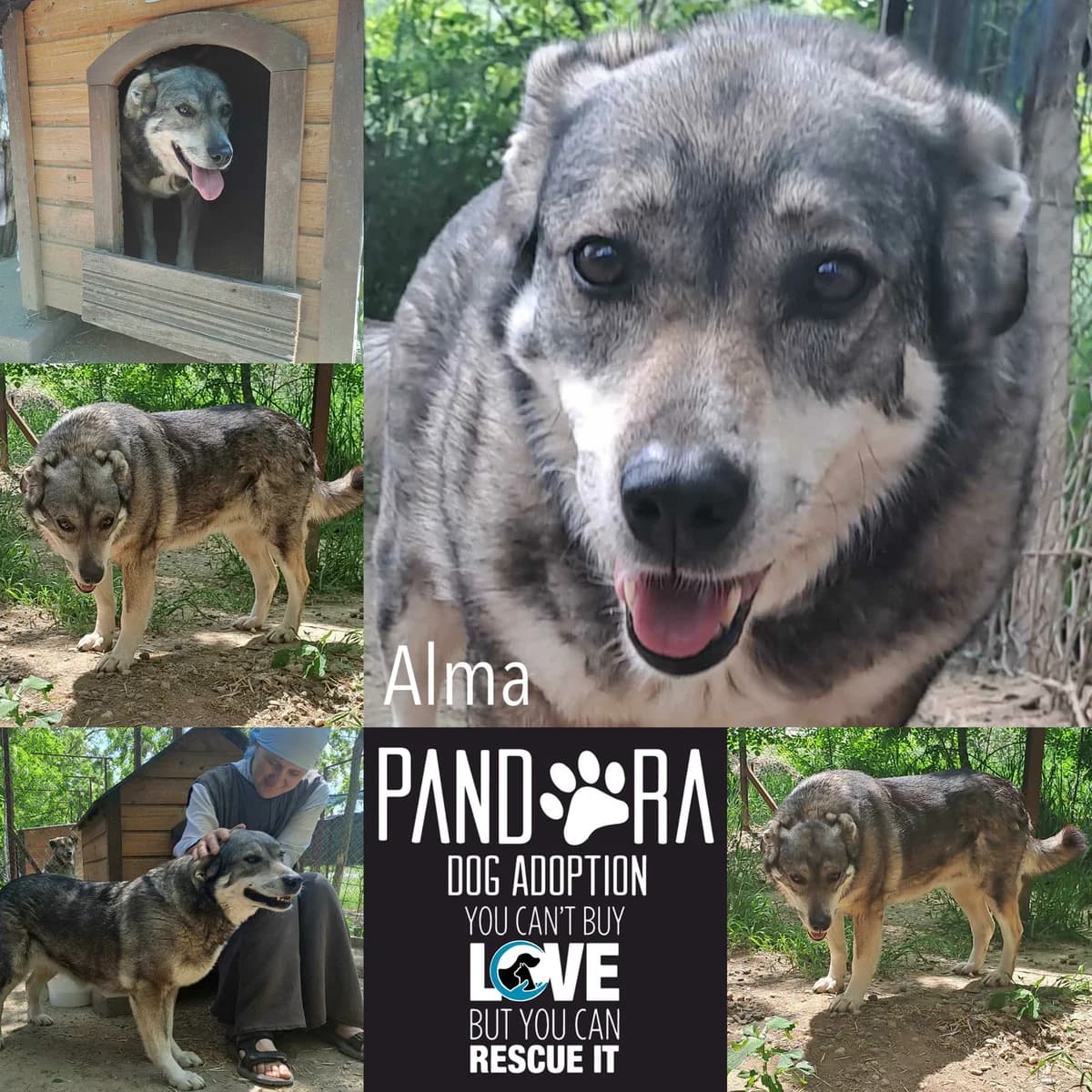 Alma,  senior Mixed Breed for adoption at Stichting Pandora