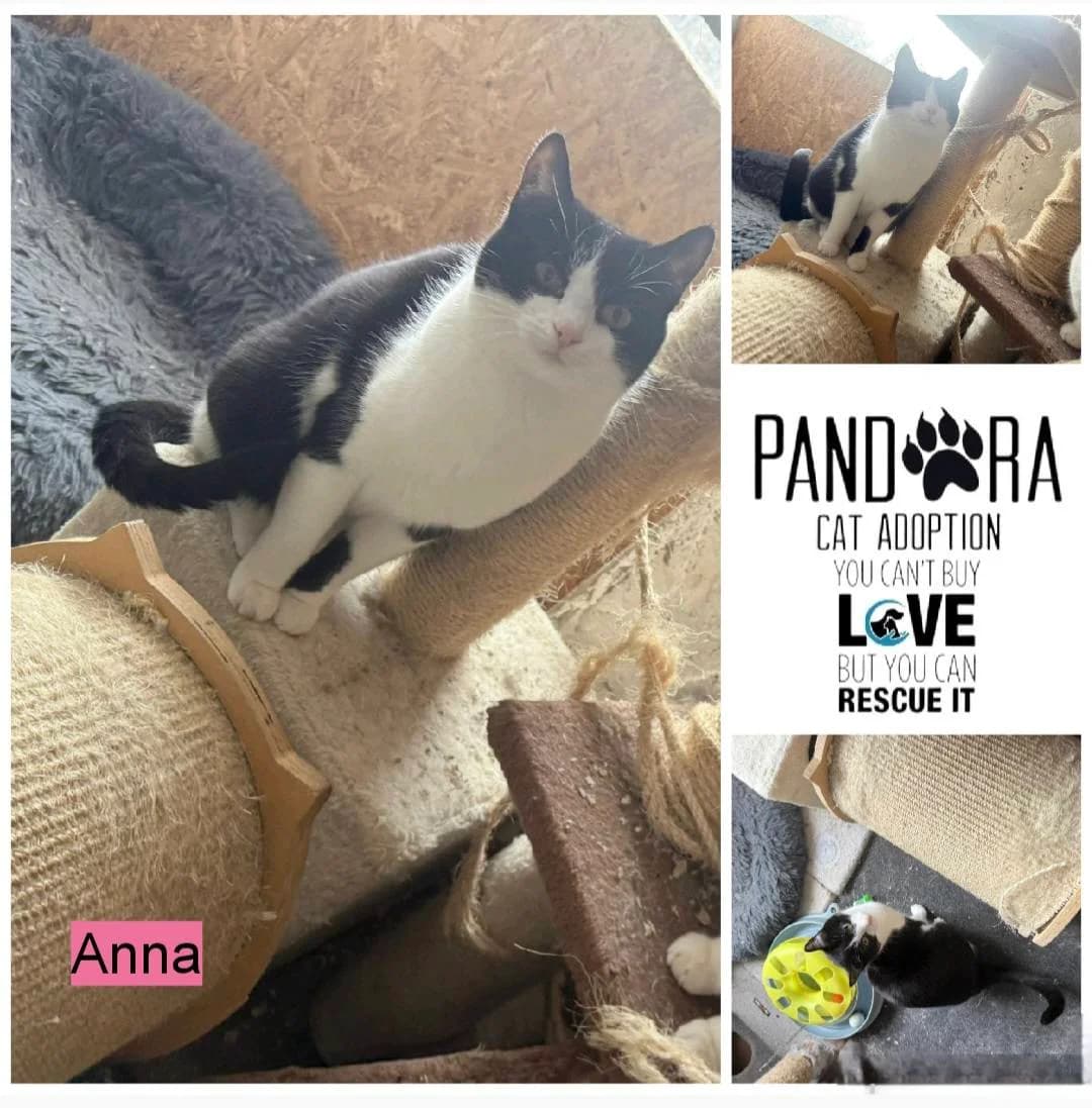 Anna, young Mixed Breed for adoption at Stichting Pandora