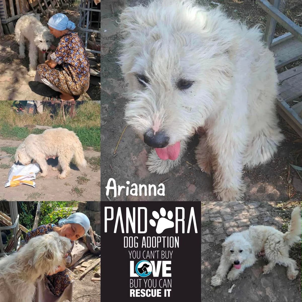 Arianna,  young Mixed Breed for adoption at Stichting Pandora