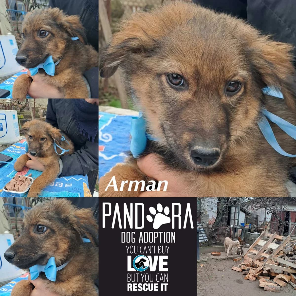 Arman,  Mixed Breed for adoption at Stichting Pandora
