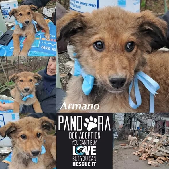 Armano,  Mixed Breed for adoption at Stichting Pandora