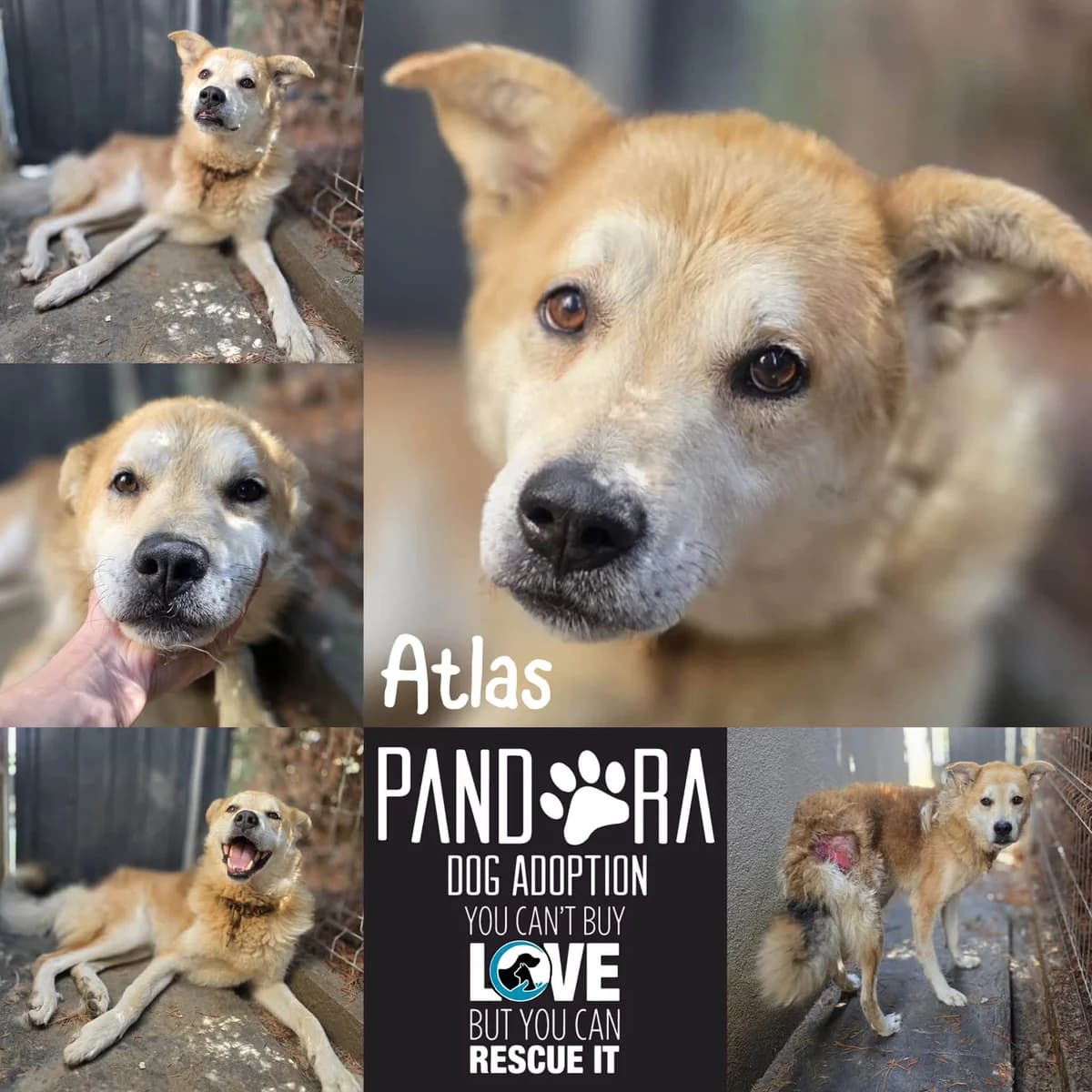 Atlas,  puppy Mixed Breed for adoption at Stichting Pandora